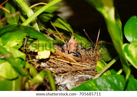 Similar – Foto Bild Two Blackbird chicks in a hidden nest