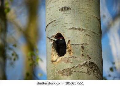 Bird nesting behaviour. Woodpecker with chick in the nesting hole. Black woodpecker in the forest. Wildlife scene with black bird in the nature habitat. Czech Republic. Wildlife. 