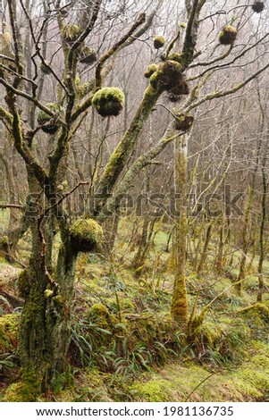 Bird nests, long-tailed tit (aegithalos caudatus) in a tree in Gwydyr Forest, Wales, UK