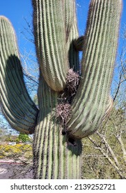 Bird Nests On A Saguaro Cactus 