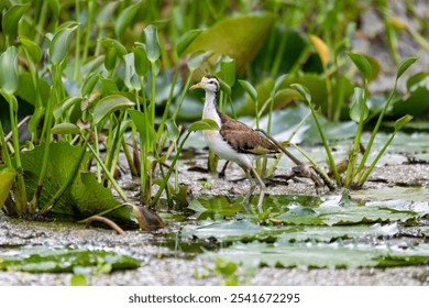 Bird Northern Jacana (Jacana spinosa) juvenile, Rio Curu - An elegant wader bird in the wild. Wildlife and birdwatching in Costa Rica. - Powered by Shutterstock