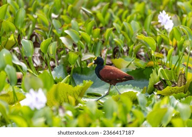 Bird Northern Jacana (Jacana spinosa), Rio Curu - An elegant wader bird in the wild. Wildlife and birdwatching in Costa Rica. - Powered by Shutterstock