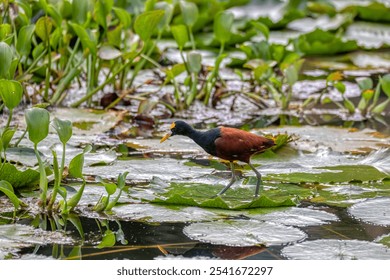 Bird Northern Jacana (Jacana spinosa), Rio Curu - An elegant wader bird in the wild. Wildlife and birdwatching in Costa Rica. - Powered by Shutterstock