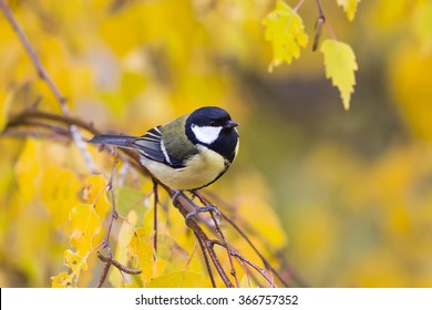 Bird On Background Of Autumn Park