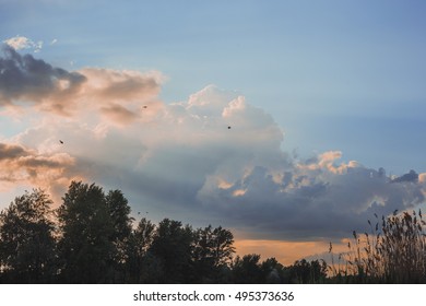 bird on a background of clouds