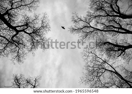 Similar – Image, Stock Photo be free Deciduous tree