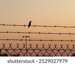 Bird on barb wire fench in desert 