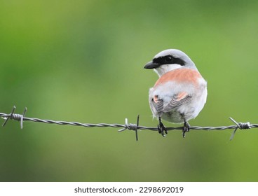 A bird on the barbed wire and a sharp look.
