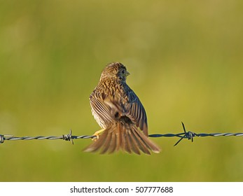 Bird on a barbed wire on springtime