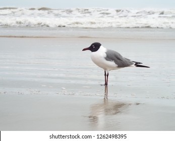 Bird On The Beach At Mustang Island State Park