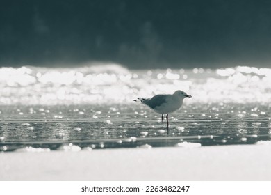 Bird on the beach, sunlight reflection in the sea