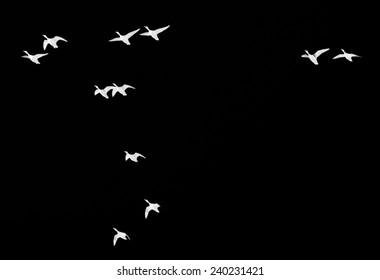 bird on a black background - Shutterstock ID 240231421