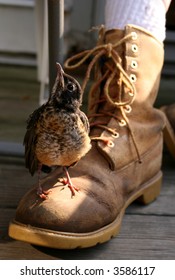 Bird on a boot
