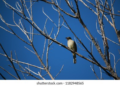 The bird on branch