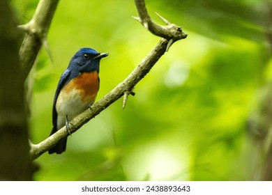 A bird on a branch - Powered by Shutterstock