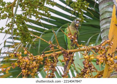 Bird On A Branch Feeding On Coconut Seeds. Red-browed Tiribas: Forest Bird Found In South America.