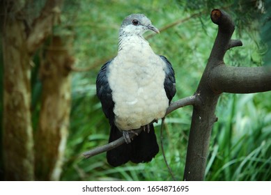 Bird On Branch Healesville Sanctuary