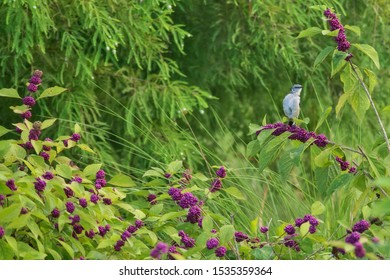 Bird On A Branch In Kissimmee Waterfront Park