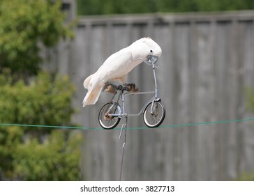 Bird On A Bycycle