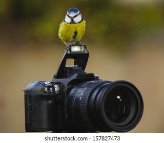bird with camera