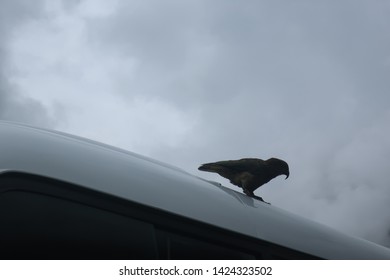 Bird On A Car On The Way To Milford Sound In Te Anau, New Zealand