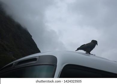 Bird On A Car On The Way To Milford Sound In Te Anau, New Zealand