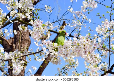 Bird On Cherry Blossom Branch