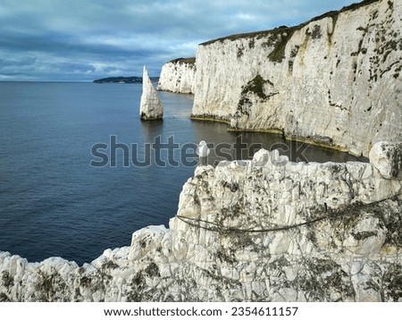 Bird on the cliff. Swanage. Old Harry Rocks. South of England. Drone shot. Jurassic coast