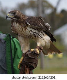 Bird On Display At The Southeast Alabama Highland Games