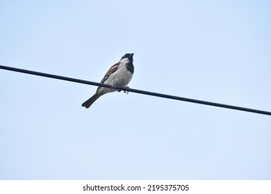 Bird on electric cable to take a look at ground