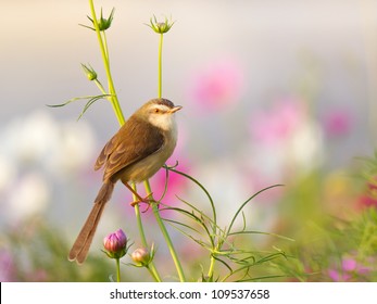 Bird On Flower In The Garden