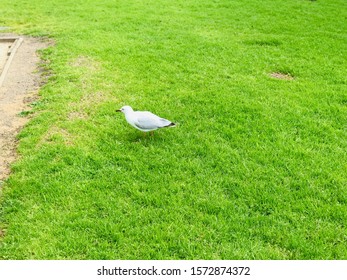 Bird On Grass Near Williamstown Beach