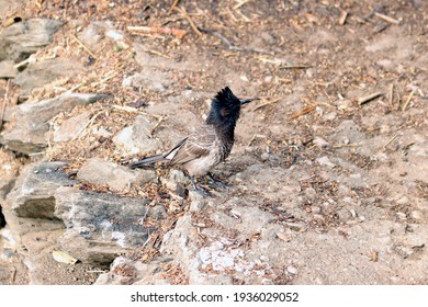 Bird On The Ground Top Angle View