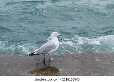 Bird On Lake Shore Drive 