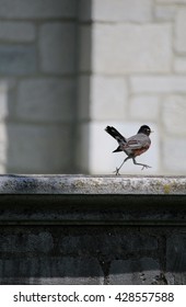 Bird on the ledge