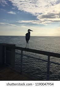 Bird On Pier At Ft. Walton Beach In Florida 