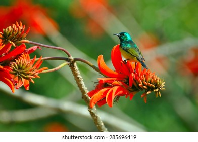 A Bird On A Red Flower, Kwazulu Natal, South Africa