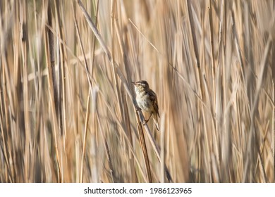 Bird On A Reed Sea Buckthorn Acrocephalus Schoenobaenus, A Bird That Sings Very Loudly