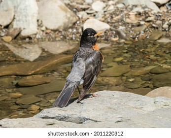 Bird On Rock In Frick Park