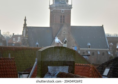 A bird on the roof of an old holland town. High quality photo