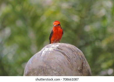 Bird on Statue