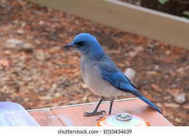 Bird on Table 
