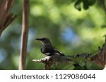 Bird on tree