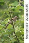 A bird on a tree