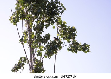 bird on tree