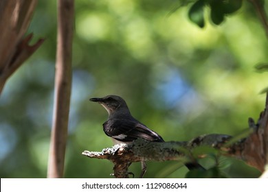 Bird on tree