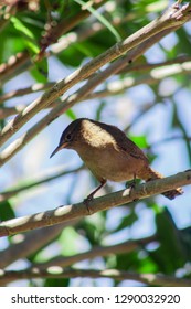 bird on a tree