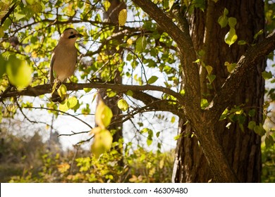 Bird on tree