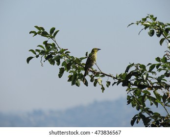 bird on tree