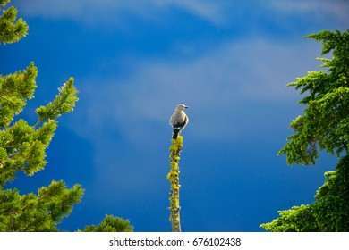 Bird On Tree